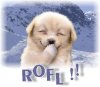 rofl dog.jpg