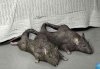 rat-shoes--large-msg-1339645031.jpg