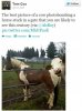 cowbombed.jpg