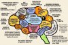 lefturdianbrain.jpg