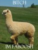 Alpaca with Text.jpg