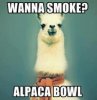 Alpaca.+This+is+literally+the+only+funny+thing+I+ve+seen_d0c5ef_3340678.jpg