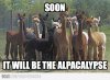 alpacalypse.jpg