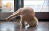 1AAAAcatyoga.JPG