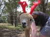 Festive Frank.JPG