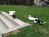 Ducks.jpg Ducks.jpg
