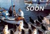soon-cats-vs-fishermen.jpg