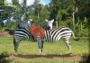 third-zebra.jpg third-zebra.jpg