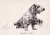 Dachshunds (unfinished)1.jpg