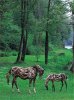 image0098.jpg