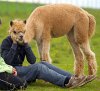 Alpaca optical illusion.jpg Alpaca optical illusion.jpg