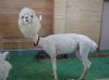 hippie alpaca.jpg