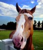horse_head-429x499.jpg