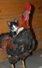 misc-rooster-chicken-cat.jpg