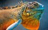 chameleon.jpg