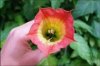 angels trumpet 1.jpg angels trumpet 1.jpg