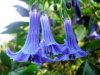 angels trumpet 2.jpg angels trumpet 2.jpg