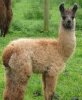 llama.jpg