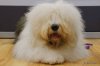 dulux dog.jpg