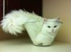 cats-Sun01.jpg