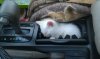 cats-Sun02.jpg