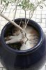 cats-Sun03.jpg