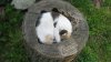 cats-Sun15.jpg