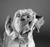 dog2.jpg