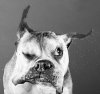 dog3.jpg