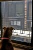 rear-window-cat-meets-dog.jpg