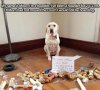 dog-shaming-hoarder1.jpg