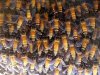 RTEmagicC_800px-ApisDorsataHive.jpg