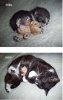 a.baa-The-kitty-with-the-teddy.jpg