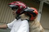 a.baa-Dog-On-Motorcycle.jpg