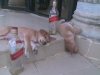 a.baa-dogs-drunk.jpg
