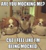 a.baa-Dog-Thinks-He-Is-Being-Mocke.jpg
