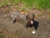 a.baa-Might-Need-A-Bath.jpg