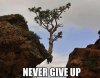a.baa-Never-Give-Up-Tree.jpg