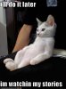 funny-pictures-cat-watches-soap-operas1.jpg