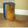 interesting-cat.jpg