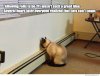 wall-cat-cant-count.jpg