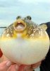 BlowFish.jpg
