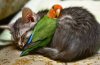 a.baa-friendship-for-life.jpg