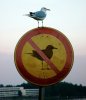 cant you read bird.jpg