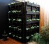 succulent-pallets.jpg succulent-pallets.jpg