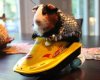 guinea-pig-armour-ebay-odd-2.jpg guinea-pig-armour-ebay-odd-2.jpg