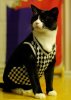 enhanced-buzz-13050-1286485857-41.jpg