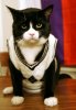 gato_7.jpg