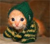 gingerkitteninsweater.jpg