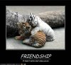 motivational-cats2.jpg